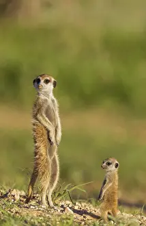 Surica: Suricate - also called Meerkat - adult with young