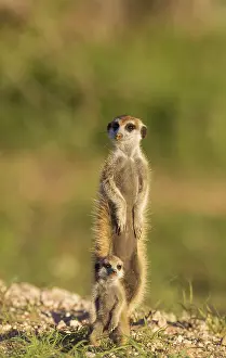Suricates: Suricate - also called Meerkat - adult with young