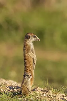 Suricates: Suricate - also called Meerkat - adult with young