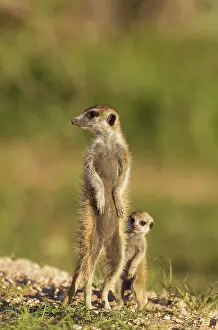 Suricates: Suricate - also called Meerkat - adult with young