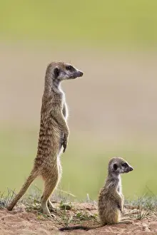 Suricates: Suricate - also called Meerkat - adult with young