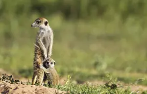 Suricates: Suricate - also called Meerkat - adult with young