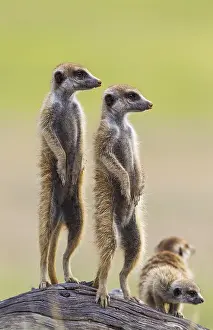 Suricates: Suricate - also called Meerkat - two adults with
