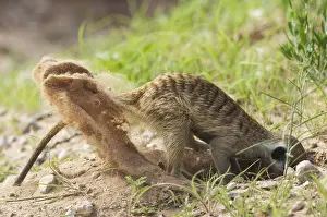 Suricates: Suricate - also called Meerkat - digging for prey