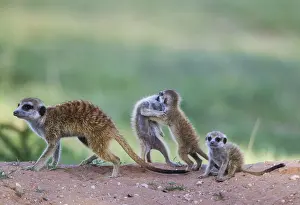 Suricates: Suricate - also called Meerkat - female with three