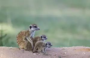 Suricates: Suricate - also called Meerkat - female with three