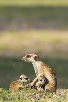 Suricates: Suricate - also called Meerkat - female with two