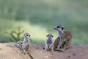 Suricates: Suricate - also called Meerkat - female with four