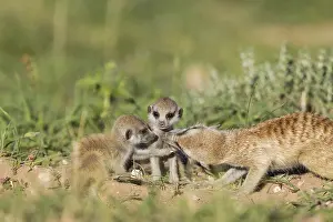 Suricates: Suricate - also called Meerkat - female grooming