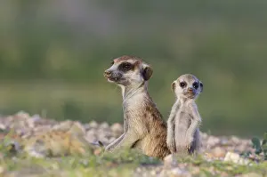 Surica: Suricate - also called Meerkat - female with young