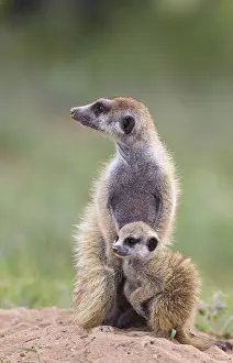 Suricates: Suricate - also called Meerkat - female with young