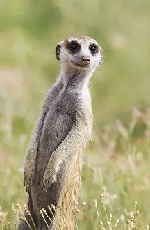 Waist: Suricate - also called Meerkat - guard on the lookout