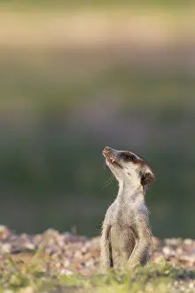 Waist: Suricate - also called Meerkat - guard on the lookout
