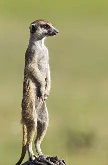 Suricates: Suricate - also called Meerkat - guard on the lookout