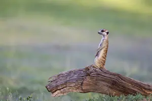 Suricates: Suricate - also called Meerkat - guard on the lookout