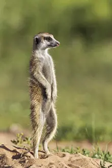 Suricates: Suricate - also called Meerkat - guard on the lookout