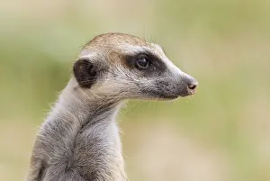 Suricates: Suricate - also called Meerkat - guard on the lookout