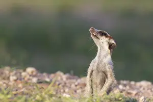 Suricates: Suricate - also called Meerkat - guard on the lookout