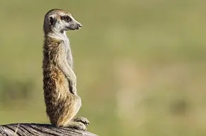 Suricates: Suricate - also called Meerkat - guard on the lookout