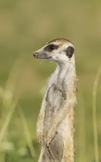 Suricates: Suricate - also called Meerkat - guard on the lookout