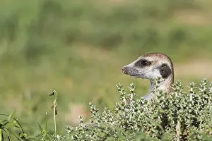 Suricates: Suricate - also called Meerkat - guard on the lookout