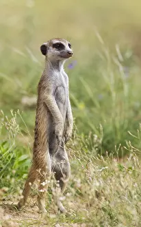 Suricates: Suricate - also called Meerkat - guard on the lookout
