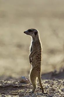 Suricate: Suricate. Also called Meerkat. Guard on the lookout