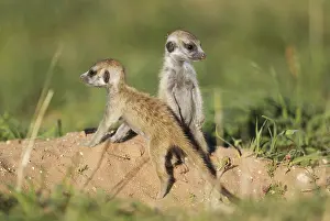 Suricates: Suricate - also called Meerkat - two young at their