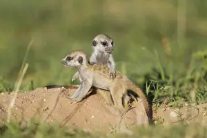 Suricates: Suricate - also called Meerkat - two young at their