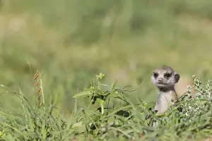 Suricates: Suricate - also called Meerkat - young - during