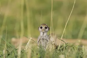 Suricates: Suricate - also called Meerkat - young on the lookout