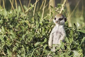 Suricates: Suricate - also called Meerkat - young on the lookout