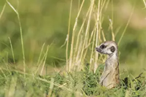 Suricates: Suricate - also called Meerkat - young on the lookout