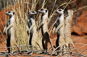 Nervous: Suricate - group on the look-out
