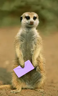Letter: Suricate - guard on the look-out with letter