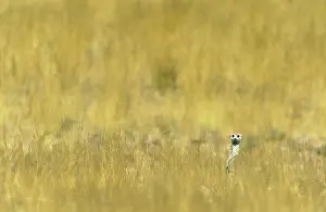 Bushman: Suricate - Guard on the lookout amidst bushman