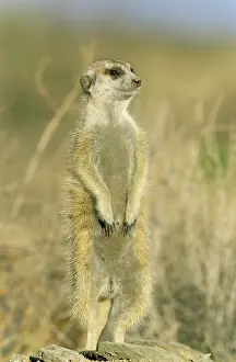 Sentry: Suricate - guard on the lookout at the edge of the burrow
