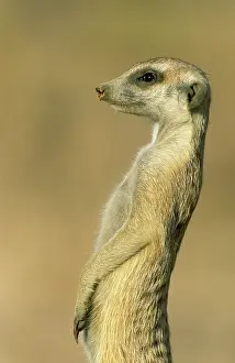 Vicinity: Suricate - on the lookout in the vicinity of its burrow