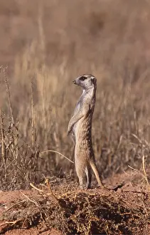 Suricates: Suricate / Meerkat