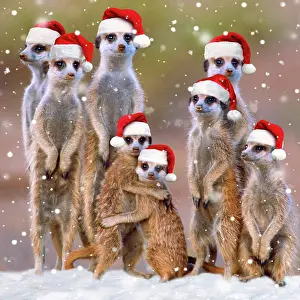Suricates: Suricate / Meerkat