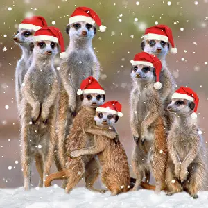 Suricates: Suricate / Meerkat