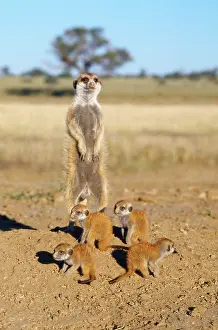Sentry: Suricate / Meerkat - babysitter and young