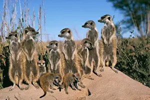 Familes: Suricate / Meerkat - Bathe in sunshine