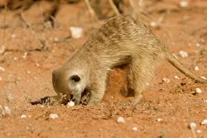 Scorpions: Suricate / Meerkat - Digging for food in the form
