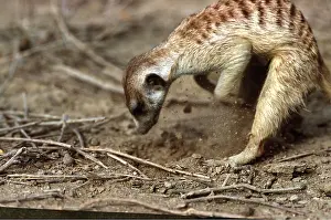 Suricates: Suricate / Meerkat - Digging for grubs