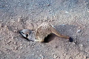 Suricates: Suricate / Meerkat - Digging out solifuge