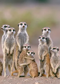 Suricate / Meerkat - family with young on the lookout