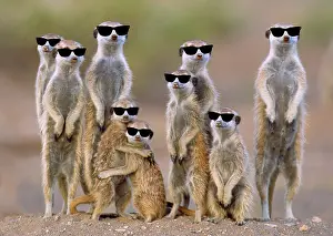 Suricates: Suricate / Meerkat - family with young on the lookout