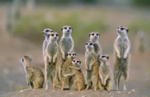 Suricates: SURICATE / Meerkat - Family with young on lookout