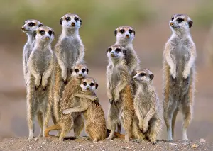 Suricates: Suricate / Meerkat - family with young on the lookout